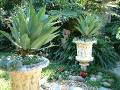 Urns Agave 